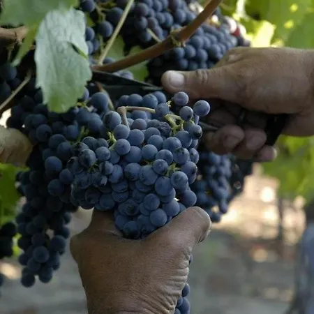Alojamento de Acomodação e Pequeno-almoço Tenuta Santa Caterina 2*