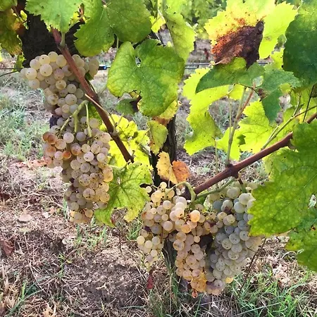 Casale Caterina Agriresort Portoferraio