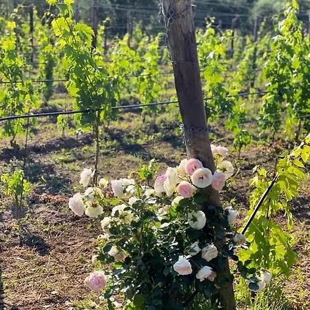 Oda ve Kahvaltı Casale Caterina Agriresort Portoferraio